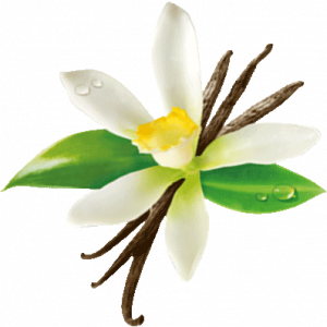 Fleur de vanille de Madagascar